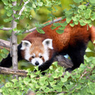 Rote Pandas im Tiergarten Schönbrunn