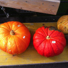 BK_Ku__rbiszeit in Oberriet 11.jpg