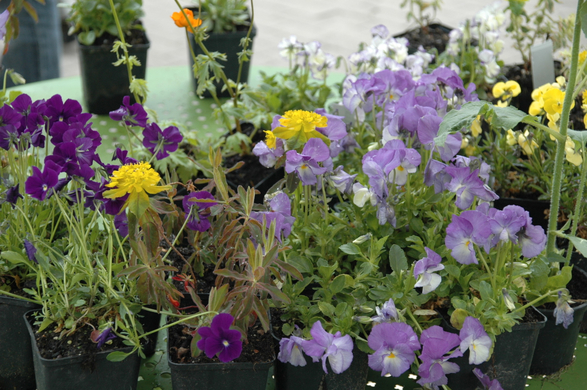 DSC_0236_JPG-1272727195