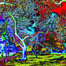 SEZEN Crazy tree digital AluDibond 100x100.jpg