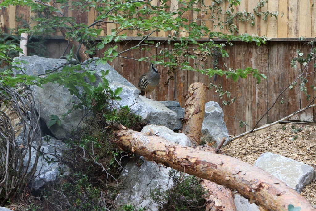 KOE_Wildpark Alpensteinhuhn 2.jpg