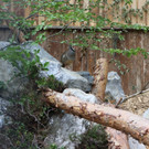 KOE_Wildpark Alpensteinhuhn 2.jpg