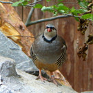 KOE_Wildpark Alpensteinhuhn 3.jpg