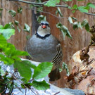 KOE_Wildpark Alpensteinhuhn 4.jpg