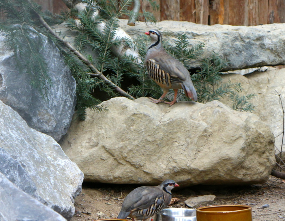 KOE_Wildpark Alpensteinhuhn 5.jpg