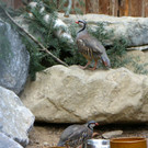 KOE_Wildpark Alpensteinhuhn 5.jpg