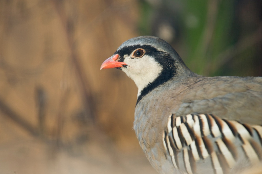 KOE_Wildpark Alpensteinhuhn 6.jpg