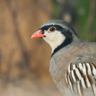 KOE_Wildpark Alpensteinhuhn 6.jpg