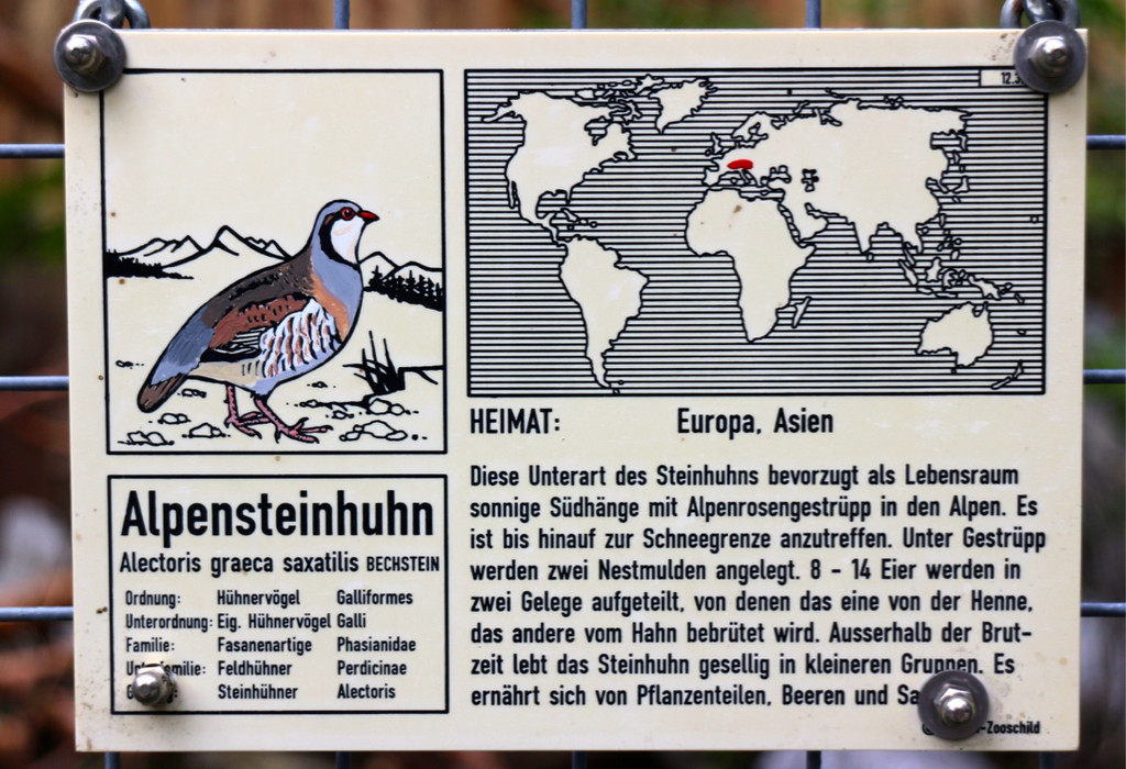 KOE_Wildpark Alpensteinhuhn 7.jpg