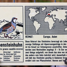 KOE_Wildpark Alpensteinhuhn 7.jpg
