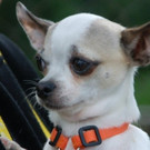 normal_Toby10_28729.jpg