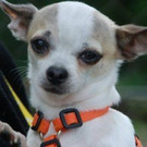 normal_Toby10_28129.jpg