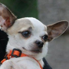 normal_Toby10_28529.jpg