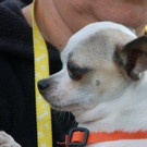 normal_Toby10_28629.jpg