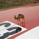 Rally _12__jpg-1272739655