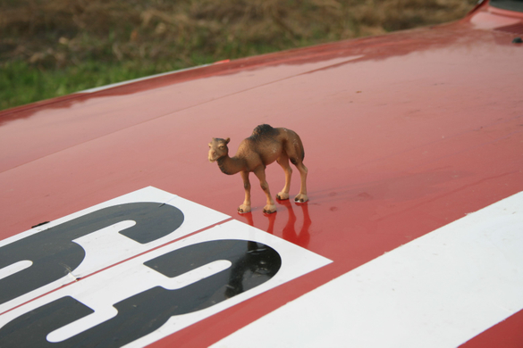 Rally _12__jpg-1272739655