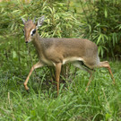 Mini-Antilopen: Dikdiks neu im Tiergarten Schönbrunn