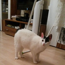 Aus dem Wiener Tierplatzerl vermittelt: Katzen im neuen Zuhause