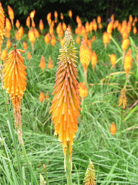 BK_Botanischer Garten SG 1.jpg