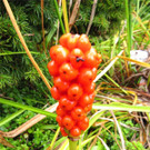 BK_Botanischer Garten SG 5.jpg