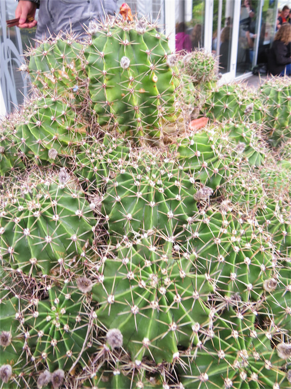 BK_Botanischer Garten SG 17.jpg