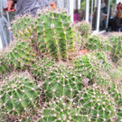 BK_Botanischer Garten SG 17.jpg
