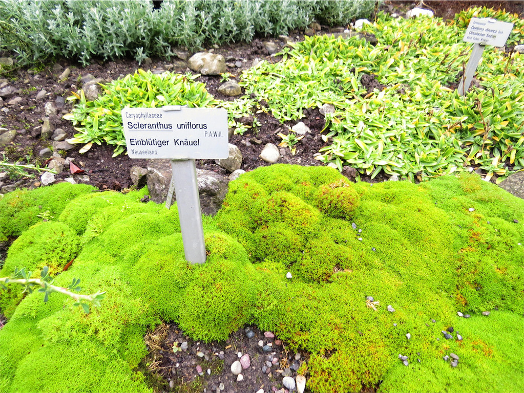 BK_Botanischer Garten SG 19.JPG