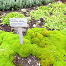 BK_Botanischer Garten SG 19.JPG