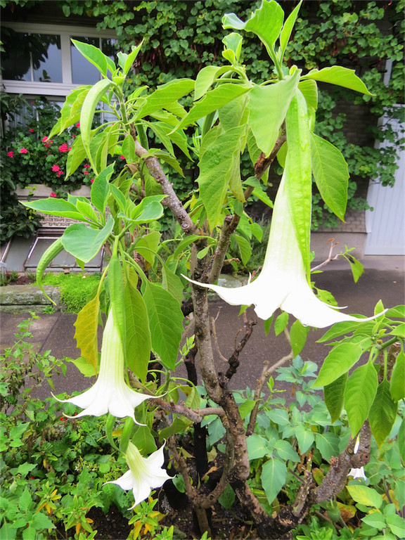 BK_Botanischer Garten SG 21.jpg