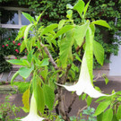 BK_Botanischer Garten SG 21.jpg