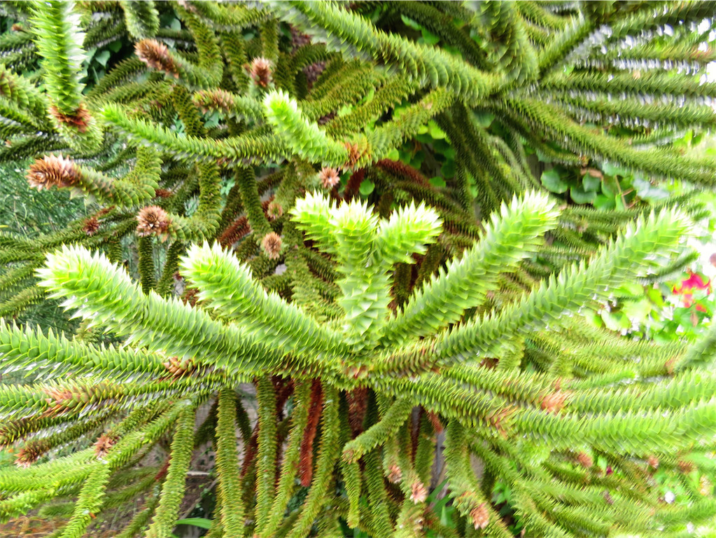 BK_Botanischer Garten SG 22.JPG