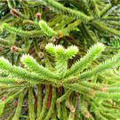 BK_Botanischer Garten SG 22.JPG