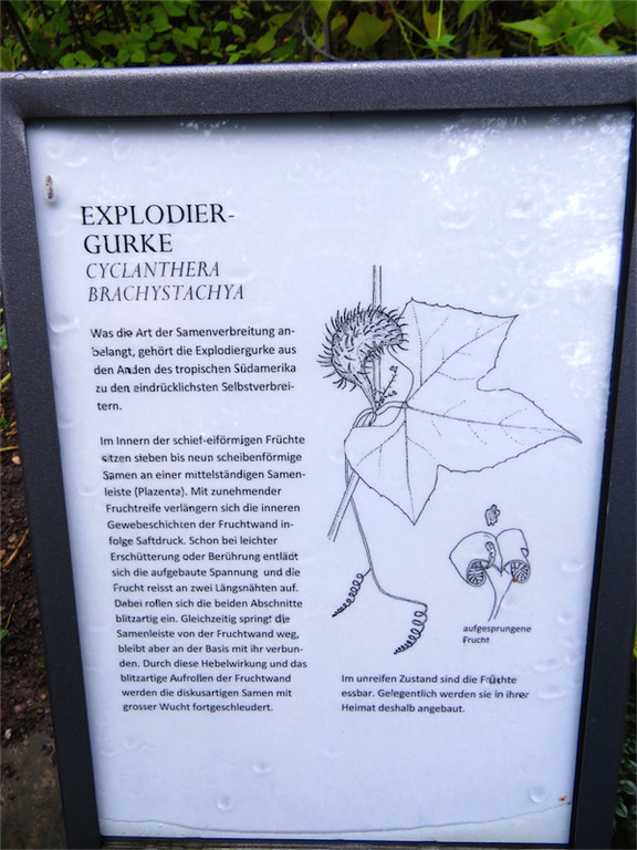 BK_Botanischer Garten SG 27.jpg