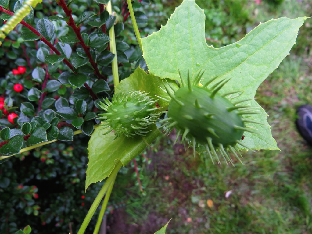 BK_Botanischer Garten SG 29.JPG