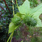 BK_Botanischer Garten SG 29.JPG