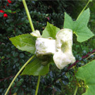 BK_Botanischer Garten SG 30.JPG