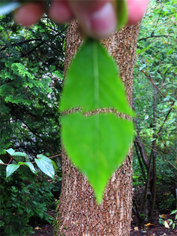 BK_Botanischer Garten SG 33.jpg