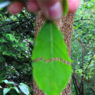 BK_Botanischer Garten SG 33.jpg