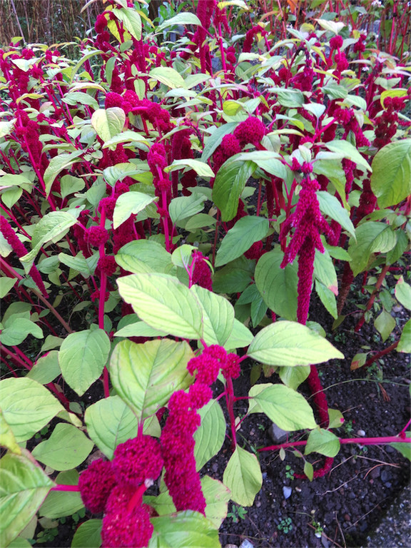 BK_Botanischer Garten SG 37.jpg