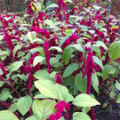 BK_Botanischer Garten SG 37.jpg