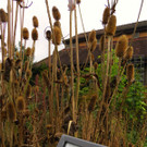 BK_Botanischer Garten SG 38.jpg