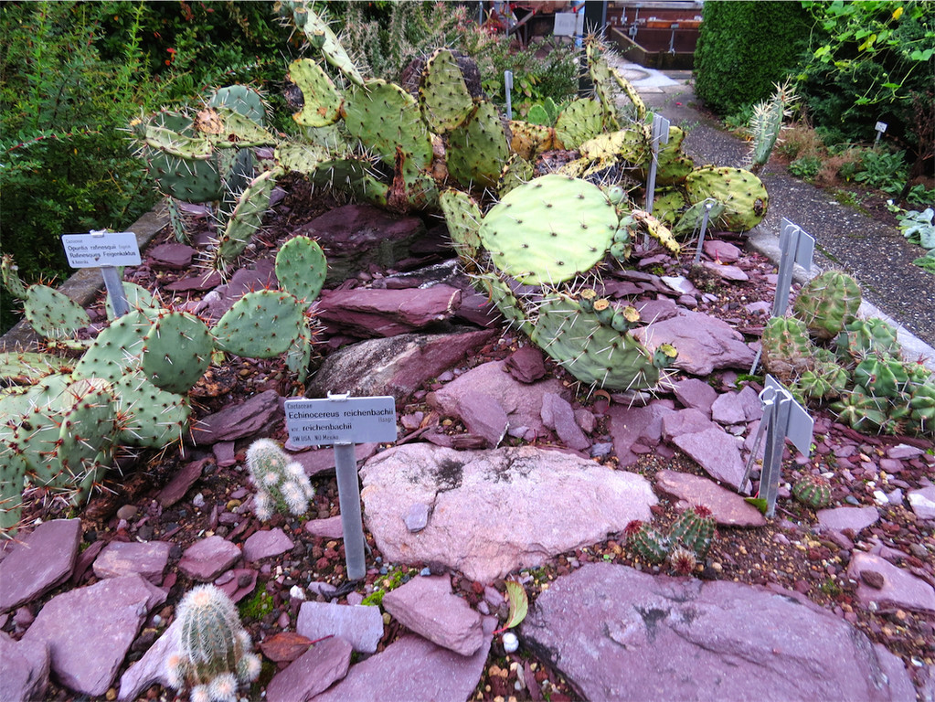BK_Botanischer Garten SG 42.JPG