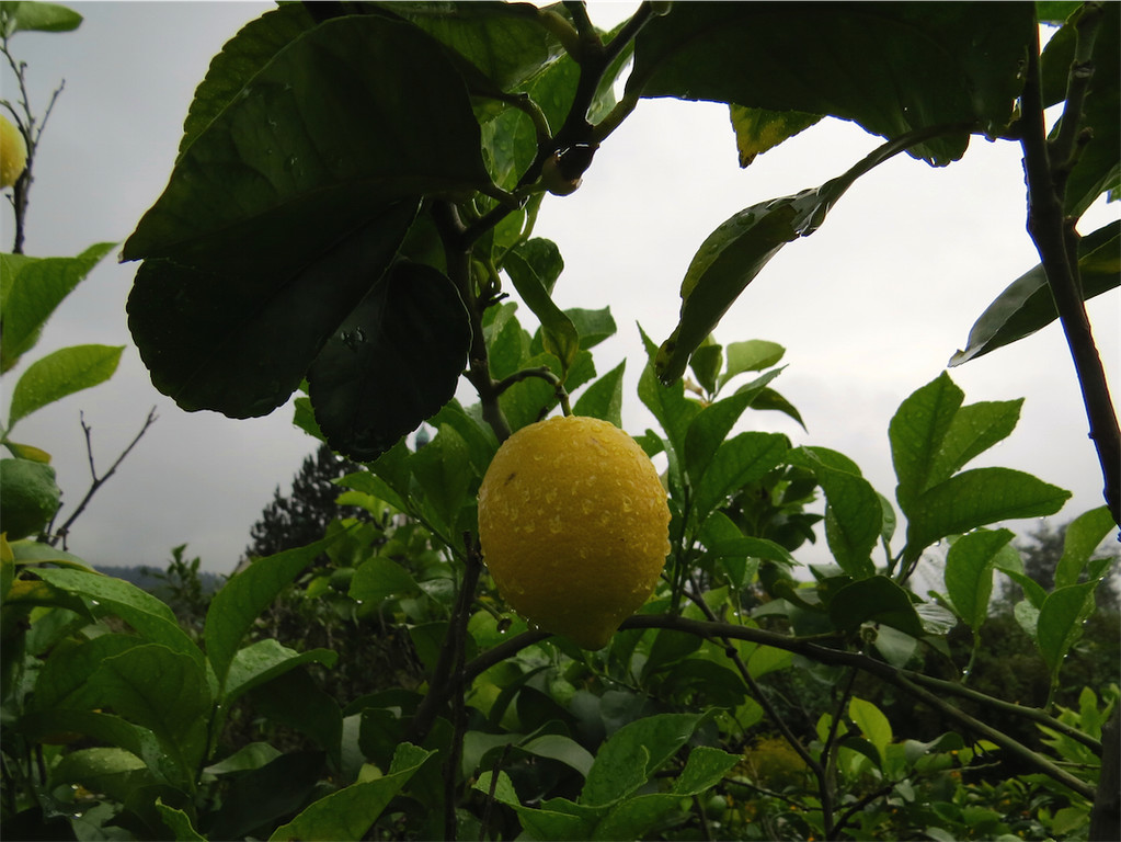 BK_Botanischer Garten SG 43.JPG