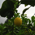 BK_Botanischer Garten SG 43.JPG