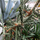 BK_Botanischer Garten SG 45.JPG