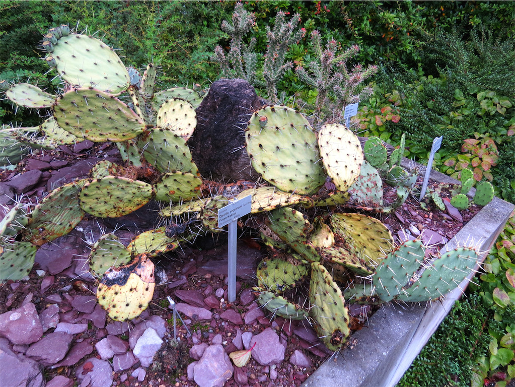BK_Botanischer Garten SG 46.JPG