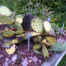 BK_Botanischer Garten SG 46.JPG