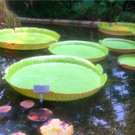 BK_Botanischer Garten SG 49.JPG