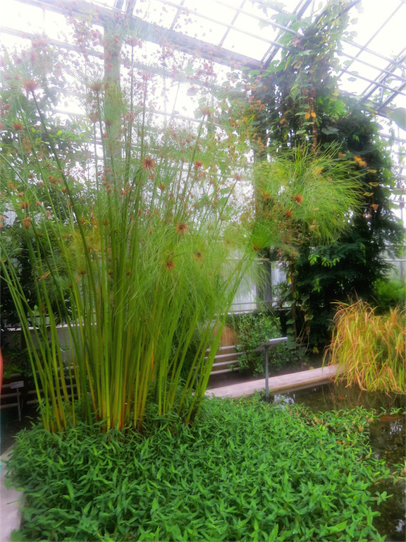 BK_Botanischer Garten SG 50.jpg