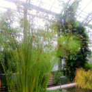 BK_Botanischer Garten SG 50.jpg